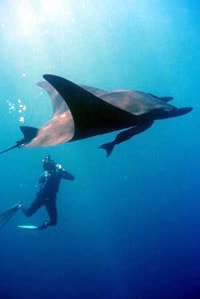 Pari Manta