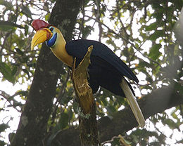 Julang Sulawesi