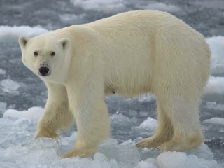 Beruang Polar
