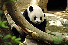 17 Fakta Unik Panda