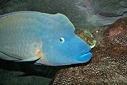 Ikan Napoleon