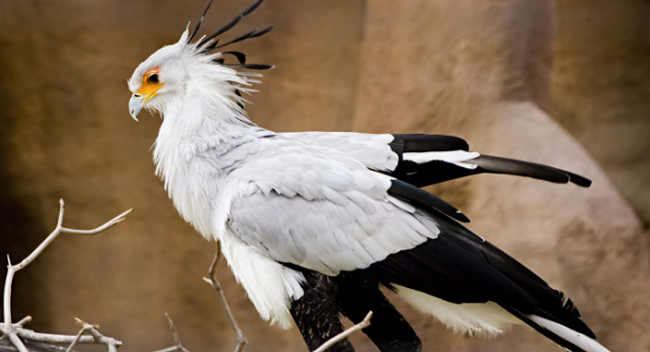 Burung Sekretaris