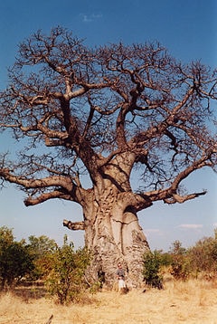 Baobab atau Ki Tambleg