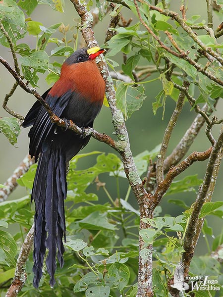 Kadalan Sulawesi
