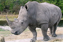 Badak Putih