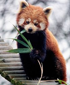 Panda Merah
