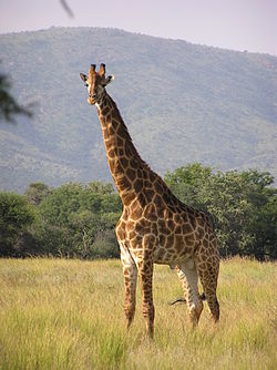 Jerapah