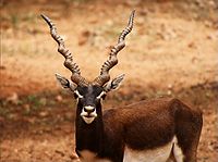 Antelope