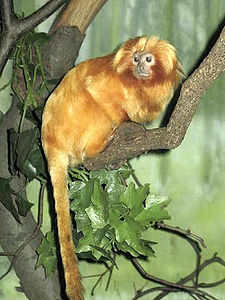 Tamarin Singa Emas