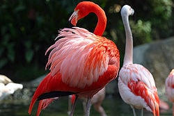 Flamingo Amerika