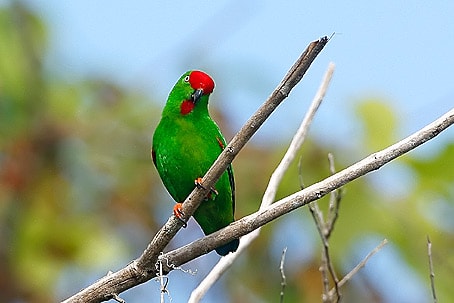 Serindit Sulawesi
