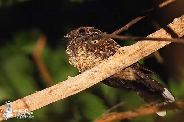 Cabak Sulawesi