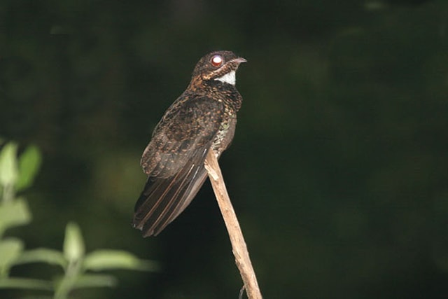 Cabak Kolong