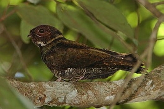 Taktarau Melayu