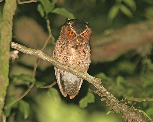 Celepuk Raja