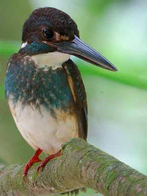 Raja Udang Kalung-Biru