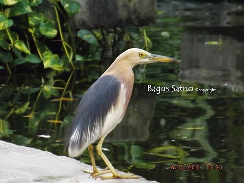 Blekok Sawah / Javan Pond Heron / Ardeola speciosa