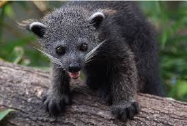 Binturong