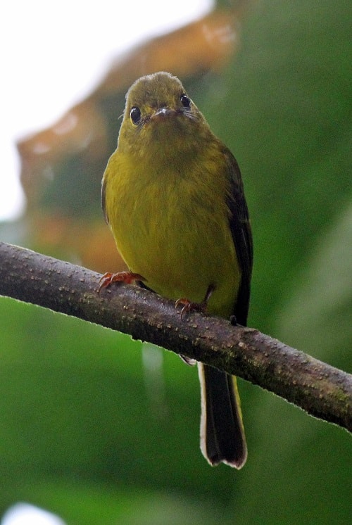 Sikatan Matari