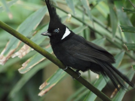 Tangkar Ongklet
