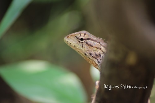 Kadal Taman / Changeable Lizard / Calotes versicolor