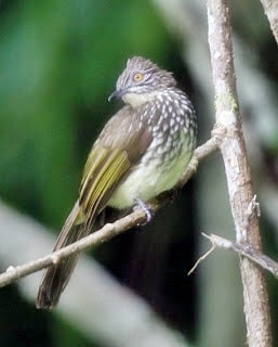 Cucak Kerinci