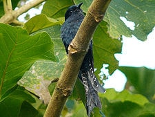 Kedasi Hitam