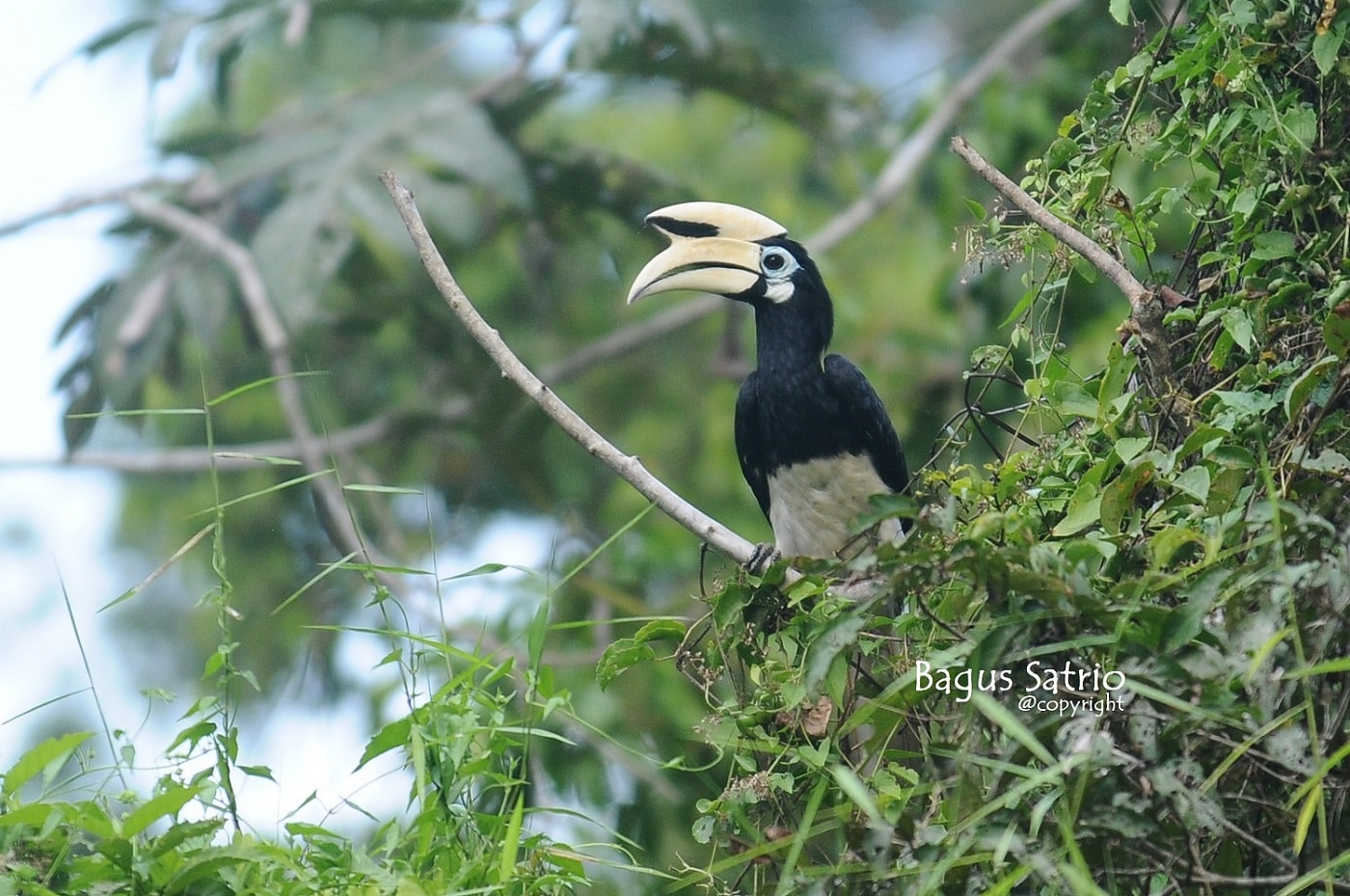 Kangkareng Perut-Putih / Oriental-Pied Hornbill / Anthroceros albirotris