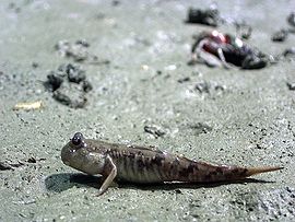 Ikan Glodok