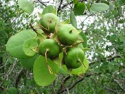 Buah Pidada dalam Ekosistem Mangrove