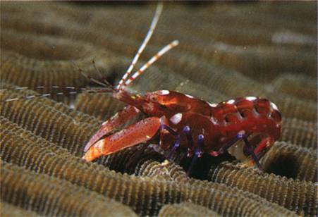 Udang Pistol