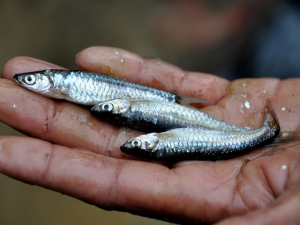 Ikan Depik