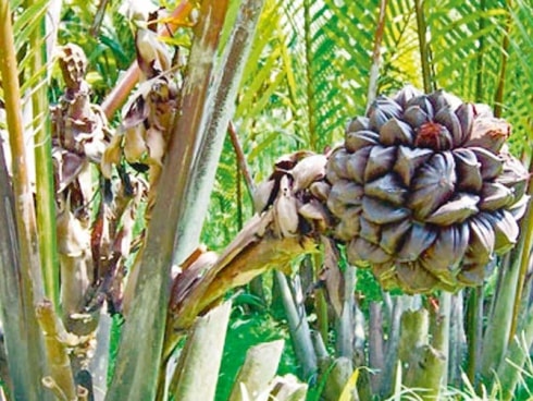 Pemanfaatan Nipah (Nypa Fruticans)
