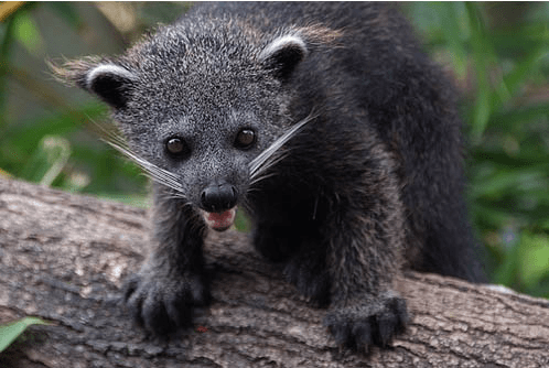 Binturung (Arctictis Binturong)