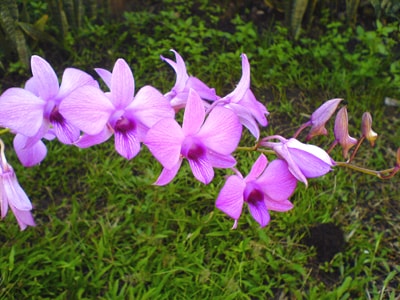 Anggrek Larat