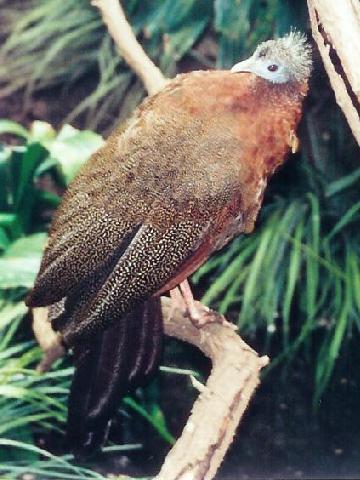 Karakteristik dan Habitat Burung Kuau