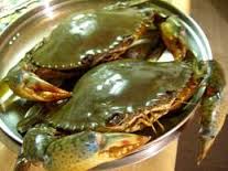 kepiting mangrove