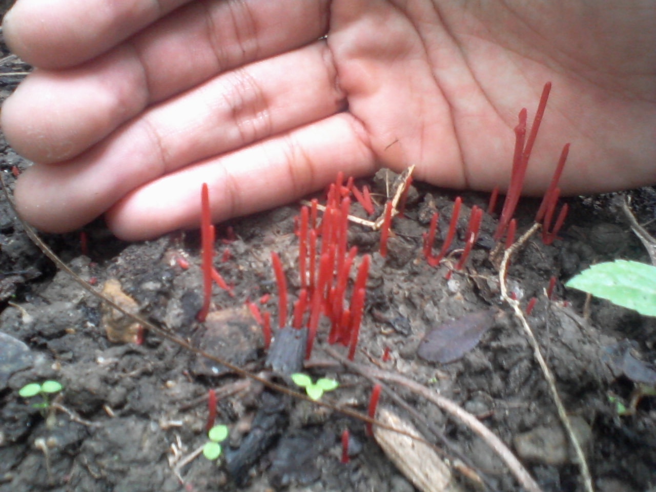 bentuk jamur menyerupai  bunga isoka (ixora puludosa)