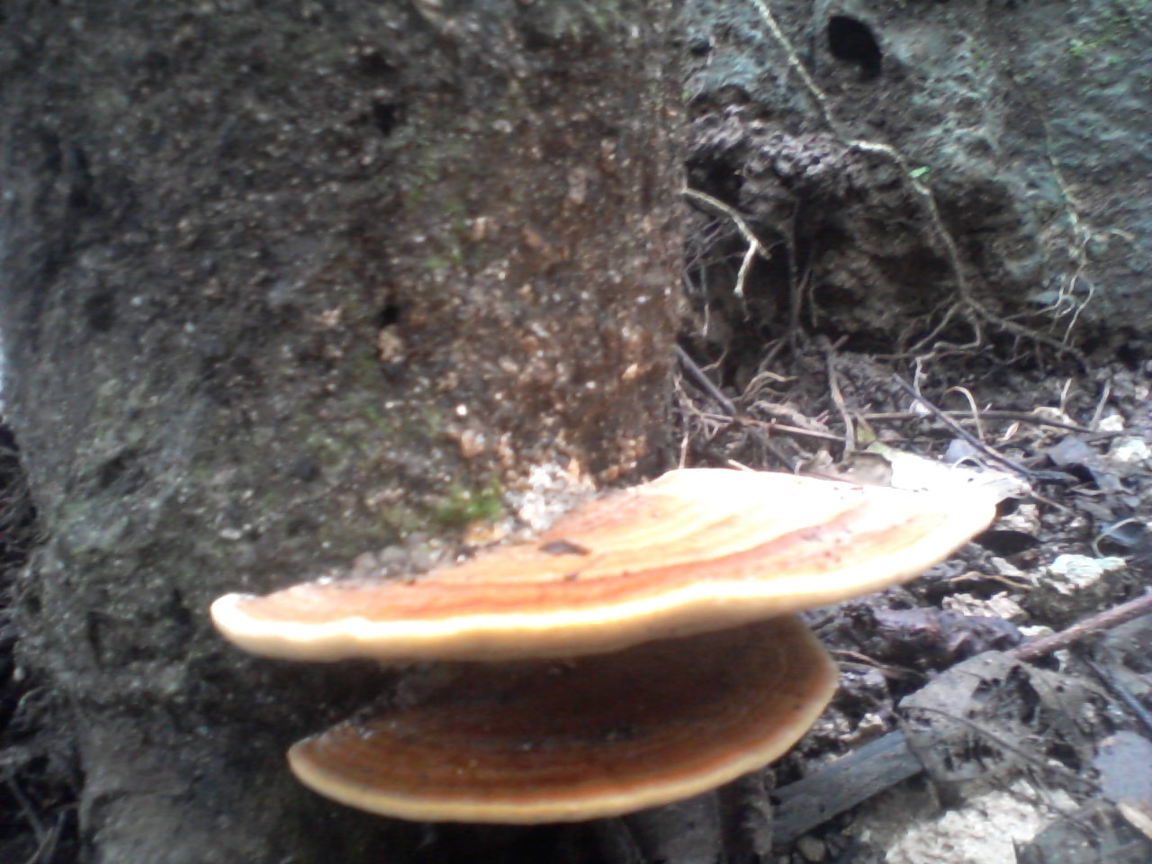 Sterenum subtomentosum