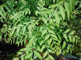 daun salam koja