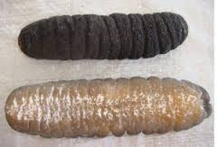 teripang
