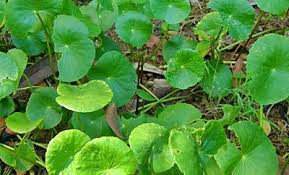 daun pegaga