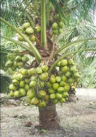 kelapa