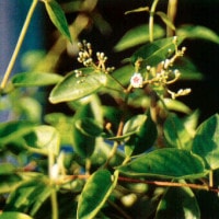 DAUN KENTUT (Paederia scandens)