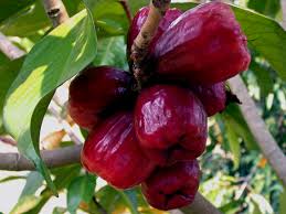 jambu jamaica