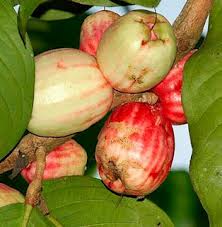 jambu dari jamaica