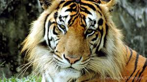 harimau sumatera