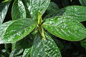 daun kaca