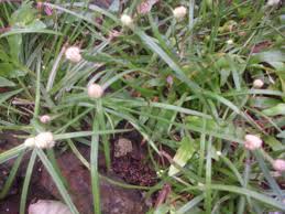 Cyperus rotundus (Rumput teki)