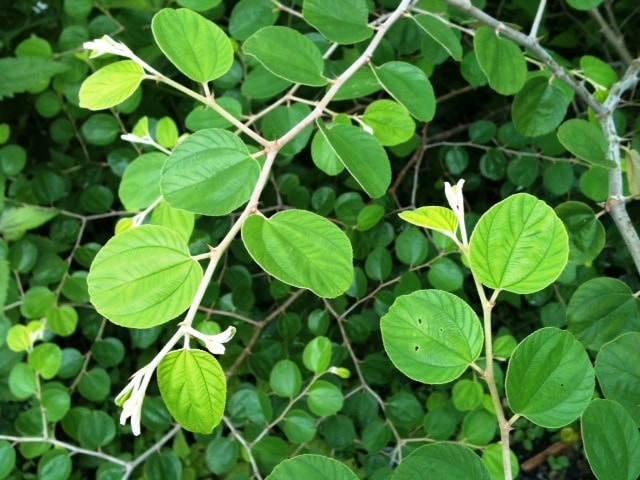 (Ziziphus zizyphus; sinonim Z. jujuba Miller, Z. vulgaris Lamk). Daun bidara